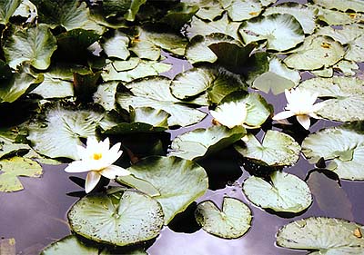Schlossgarten in Český Krumlov, Wasserrosen im Schlossseechen, foto:  Lubor Mrázek 