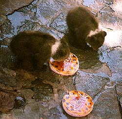 Birthday of the bearcubs Hubert and Daxi in the bear moat at the Český Krumlov Castle 