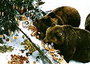 Bear Christmas at the Český Krumlov Castle 