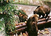 Bear Christmas at the Český Krumlov Castle 