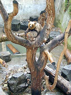 Český Krumlov Castle, bear moat after its August 1999 renovation, Austrian she-bear Maria Theresa up a tree
, foto: Martin Švamberg 