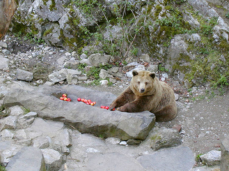 Českokrumlovská medvědice Kateřina si užívá prvního jarního sluníčka, duben 2001, foto: Lubor Mrázek