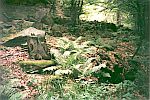 Žofín Primaeval Forest Žofín Primaeval Forest